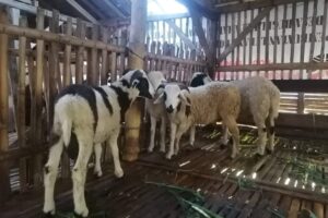 IMG-20220913-WA0063 IMG-20220913-WA0063