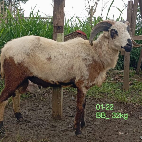 Domba qurban jantan mhf016