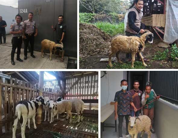qurban aqiqah bandung