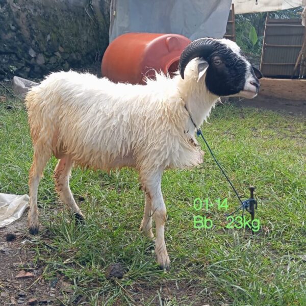 Domba qurban jantan mhf023