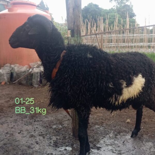 Domba qurban jantan mhf022