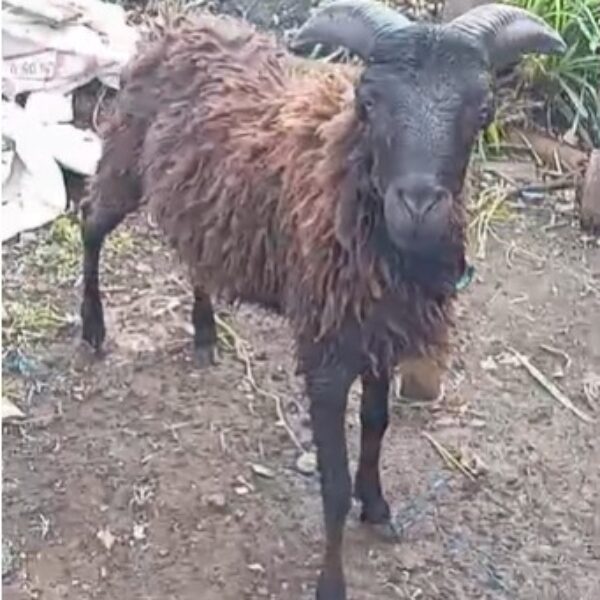 Domba qurban jantan mhf021