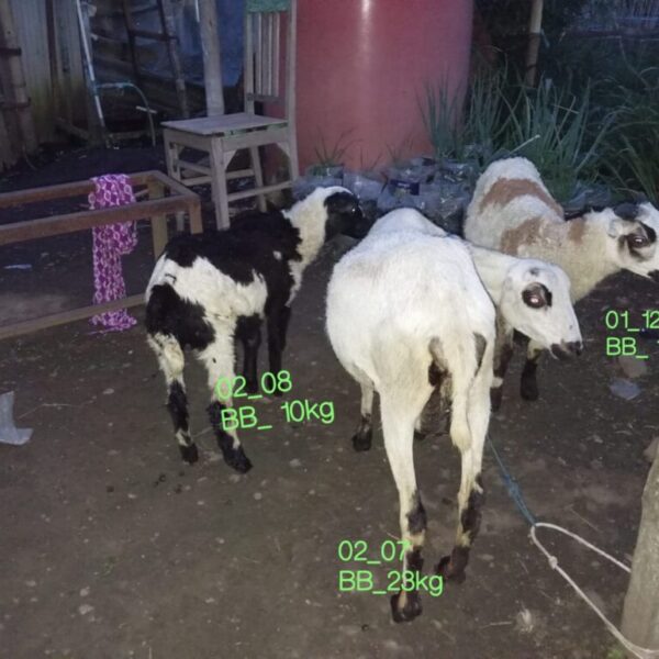 Domba qurban aqiqah mhf026