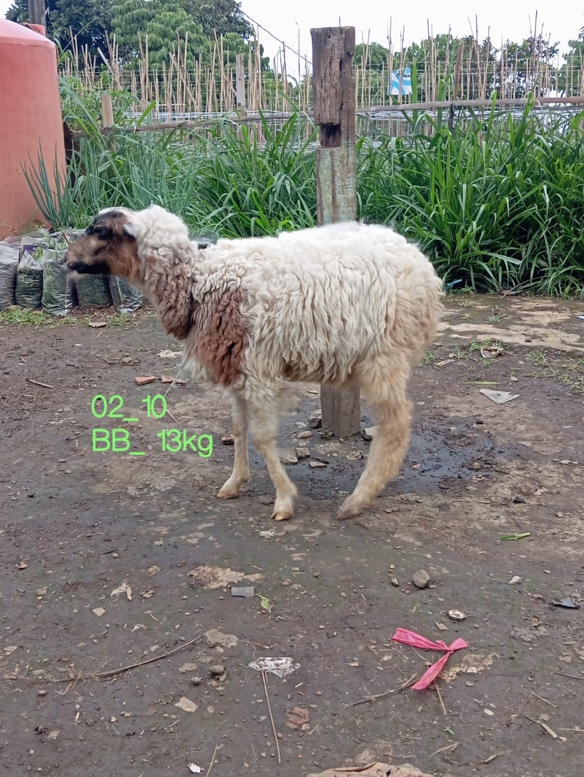 Domba qurban aqiqah mhf029