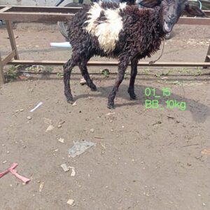 Domba qurban aqiqah mhf030