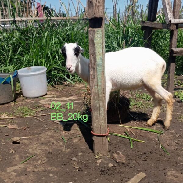 Domba qurban aqiqah mhf031