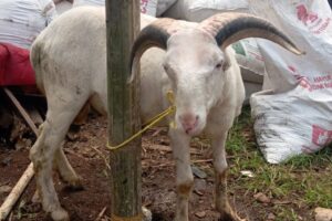 IMG-20260412-WA0002 IMG-20260412-WA0002