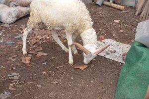 IMG-20260412-WA0003 IMG-20260412-WA0003