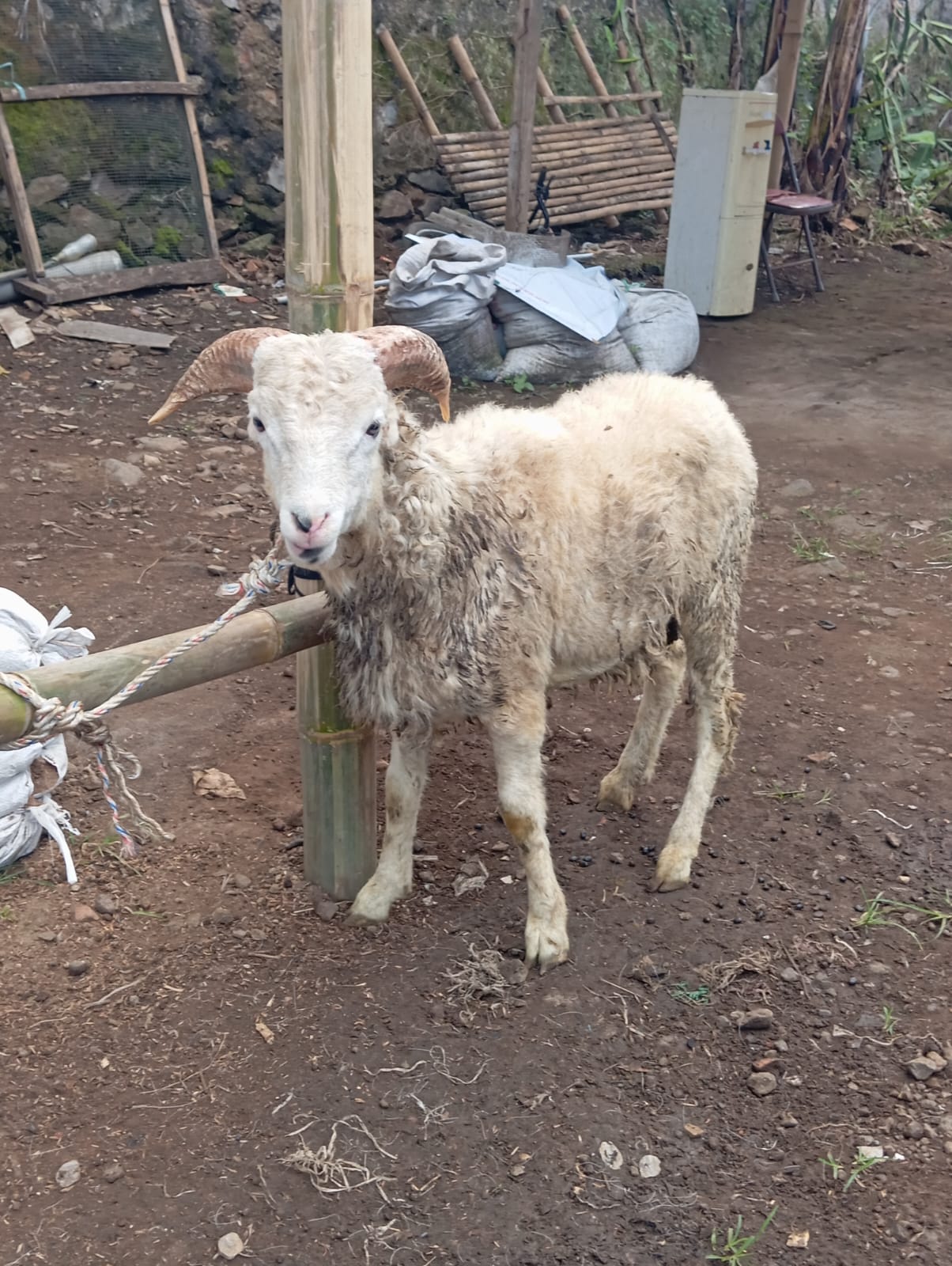 Jual sapi dan kambing qurban serta paket aqiqah untuk wilayah Bandung, Cimahi, dan Bandung Barat. Hewan sehat, siap potong, bisa kirim.