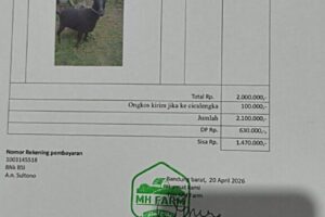 IMG-20260507-WA0012 (1) domba qurban bandung