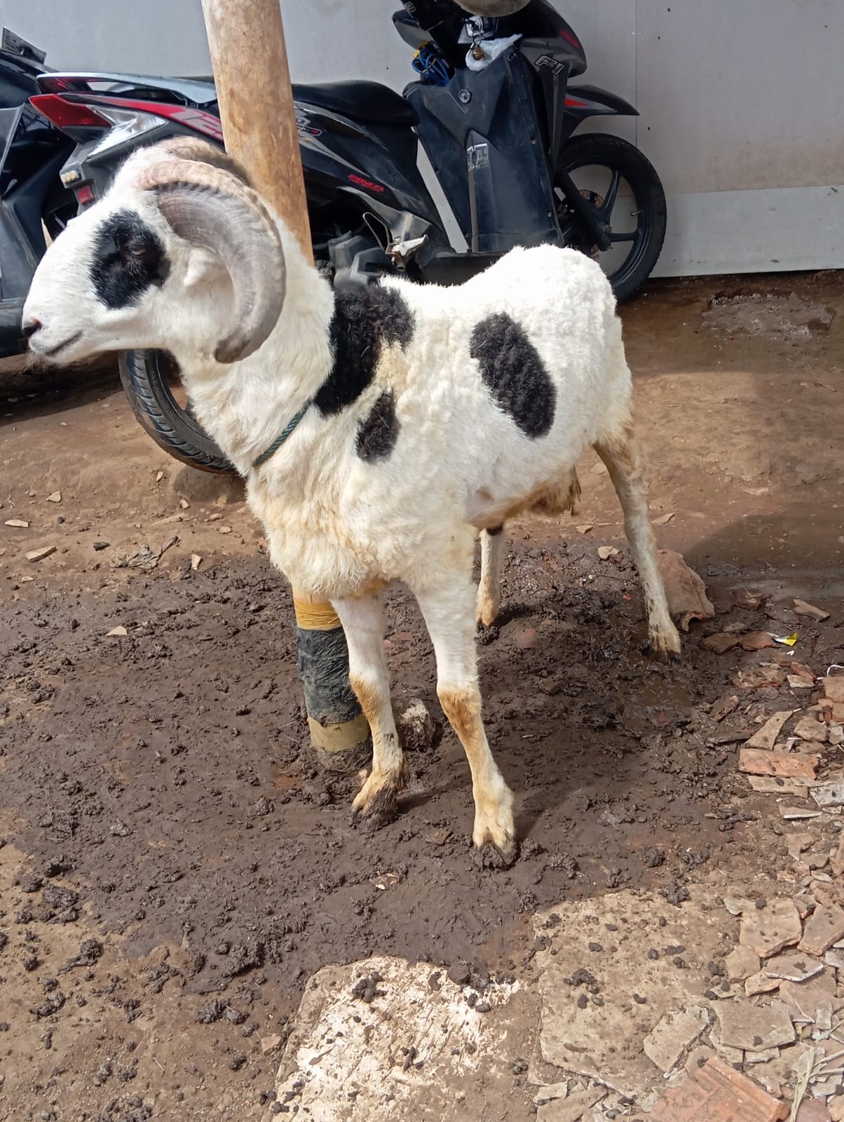 Domba qurban murah mhf076